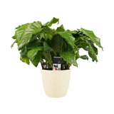 Decorum Calathea Network Met Elho Brussels Soap