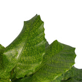 Decorum Calathea Network Met Elho Brussels Soap