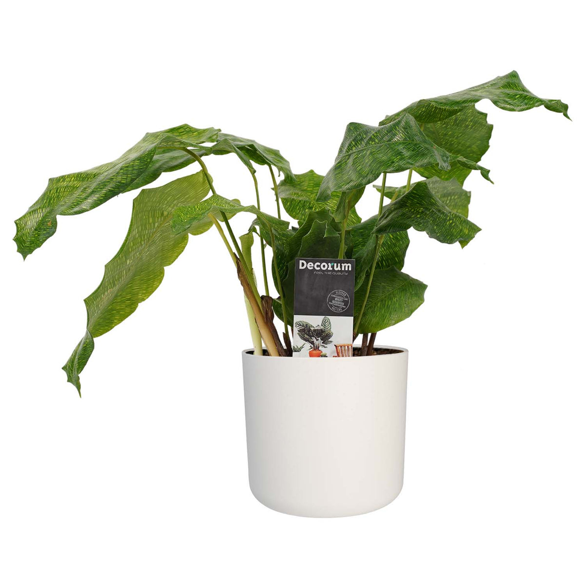 Decorum Calathea Network Met Elho B.for Soft White