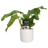 Decorum Calathea Network Met Elho B.for Soft White