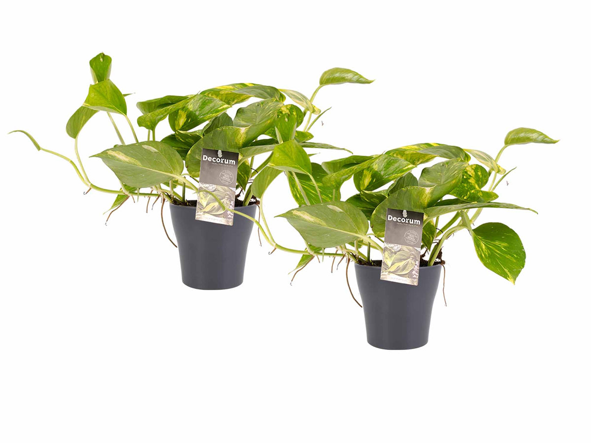 Duo Scindapsus Aureum Met Potten Anna Grey