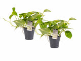 Duo Scindapsus Aureum Met Potten Anna Grey