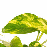 Duo Scindapsus Aureum Met Potten Anna Grey