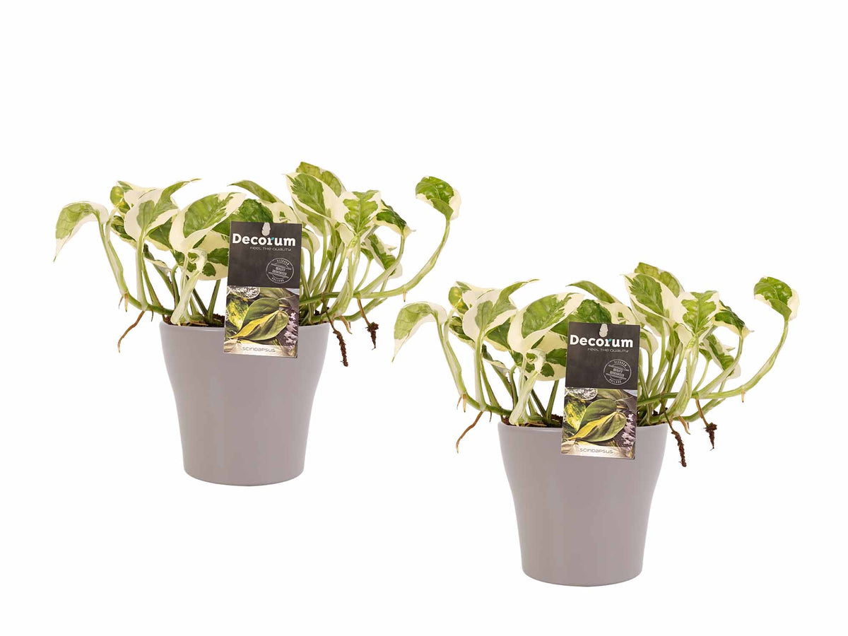 Duo Scindapsus N'joy Met Potten Anna Taupe