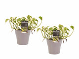 Duo Scindapsus N'joy Met Potten Anna Taupe