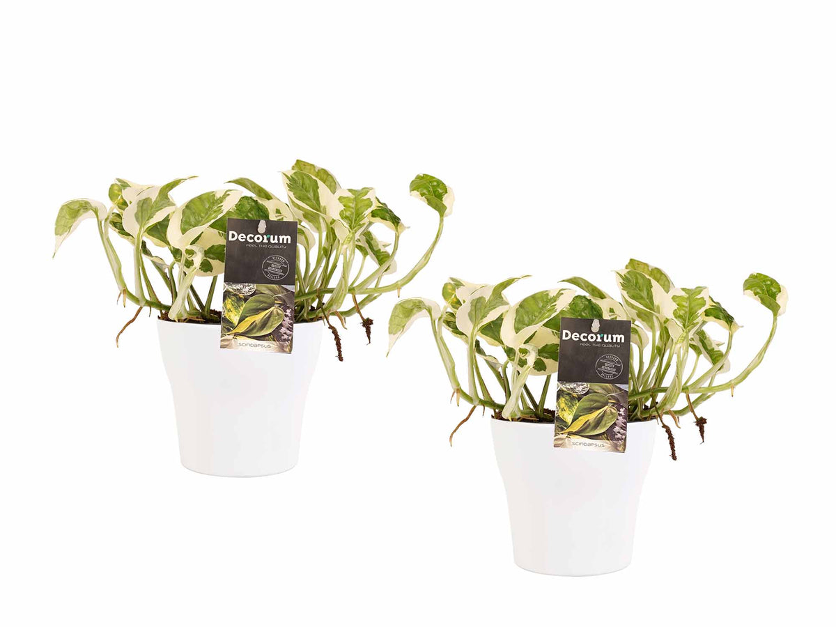 Duo Scindapsus N'joy Met Potten Anna White