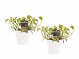 Duo Scindapsus N'joy Met Potten Anna White