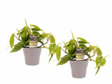 Duo Philodendron Scandens Met Potten Anna Taupe