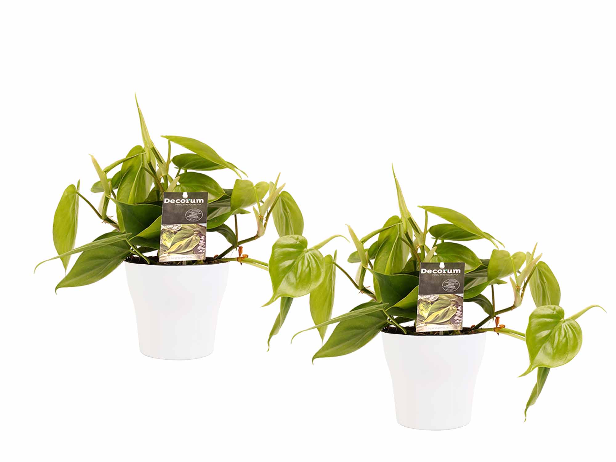 Duo Philodendron Scandens Met Potten Anna White