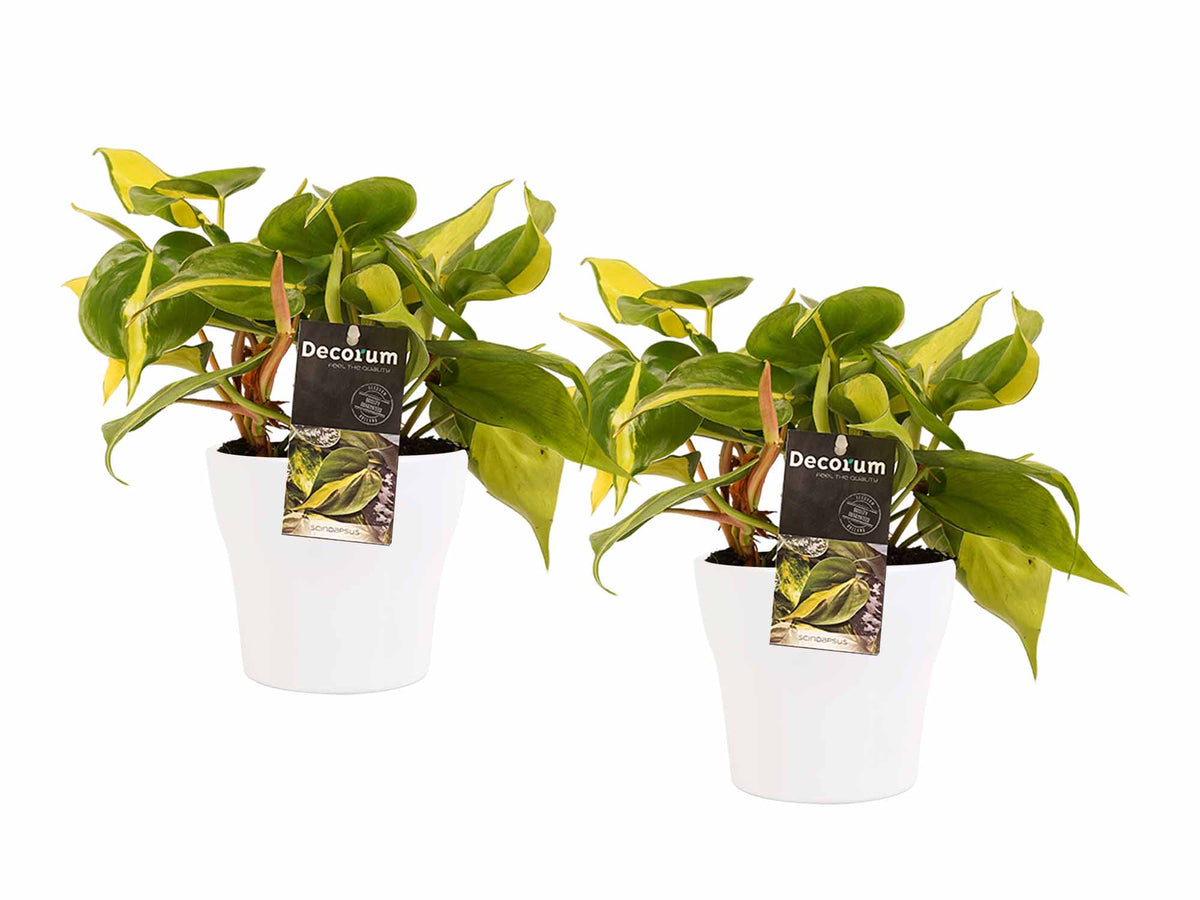 Duo Philodendron Brazil Met Anna Pot