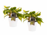 Duo Philodendron Brazil Met Anna Pot