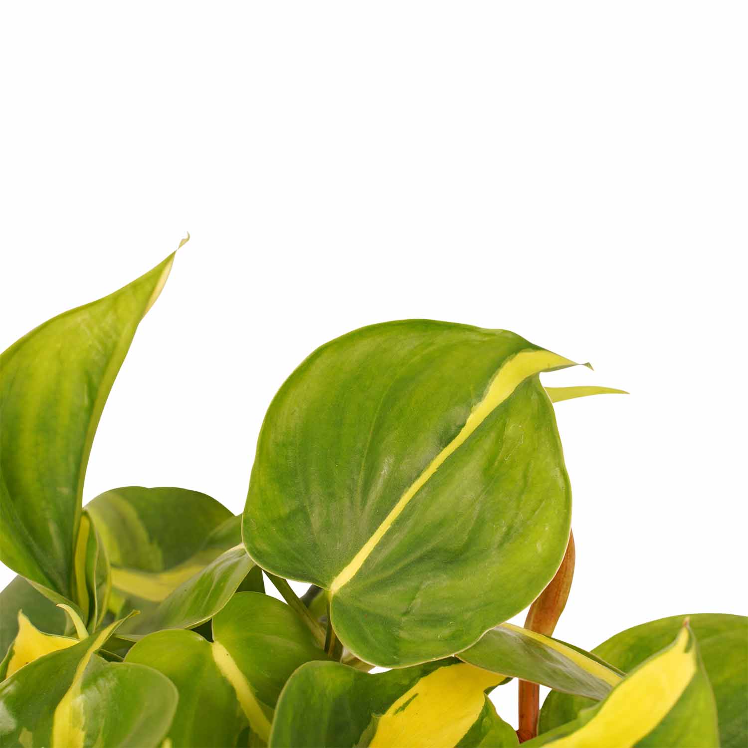 Duo Philodendron Brazil Met Anna Pot