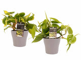 Duo Philodendron Brazil - Philodendron Scandens Met Potten Anna Taupe
