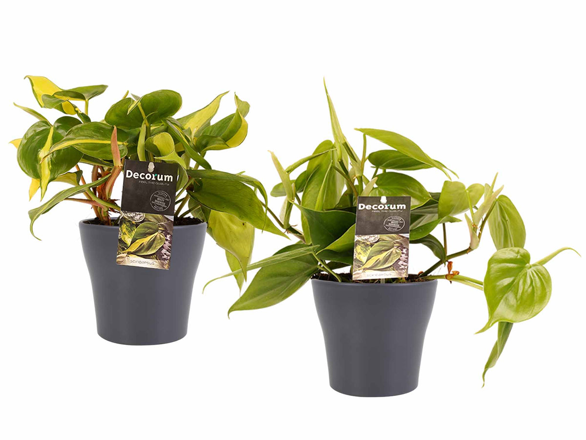 Duo Philodendron Brazil - Philodendron Scandens Met Potten Anna Grey