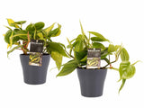 Duo Philodendron Brazil - Philodendron Scandens Met Potten Anna Grey