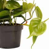 Duo Philodendron Brazil - Philodendron Scandens Met Potten Anna Grey