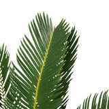 Decorum Duo Cycas Revoluta