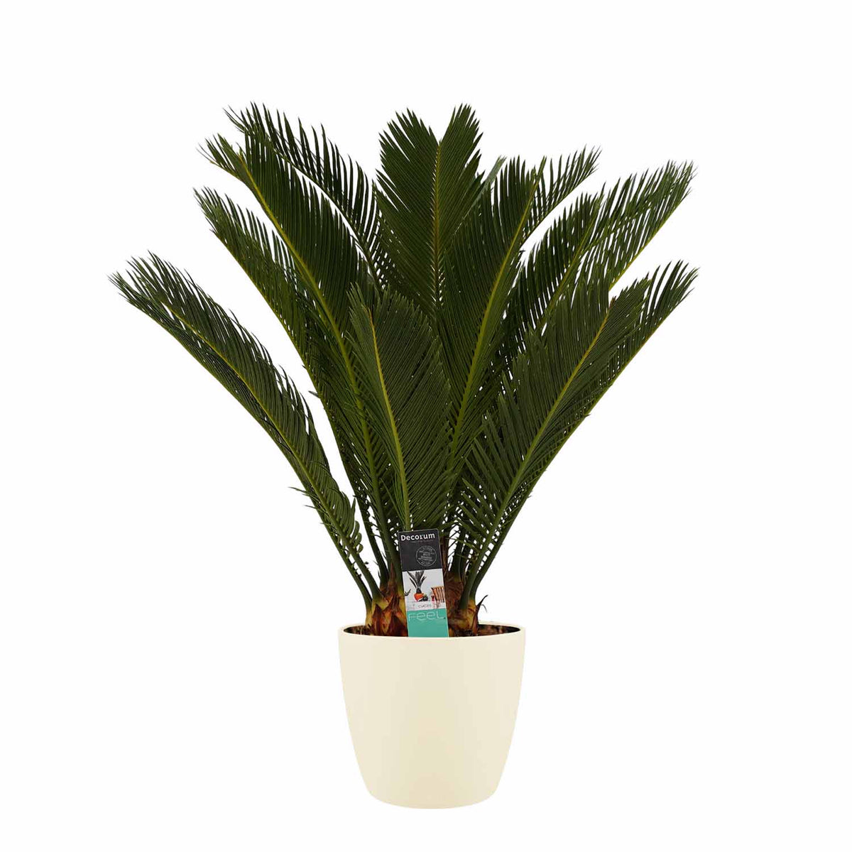 Decorum Cycas Revoluta Met Elho Brussels Soap