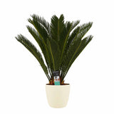 Decorum Cycas Revoluta Met Elho Brussels Soap