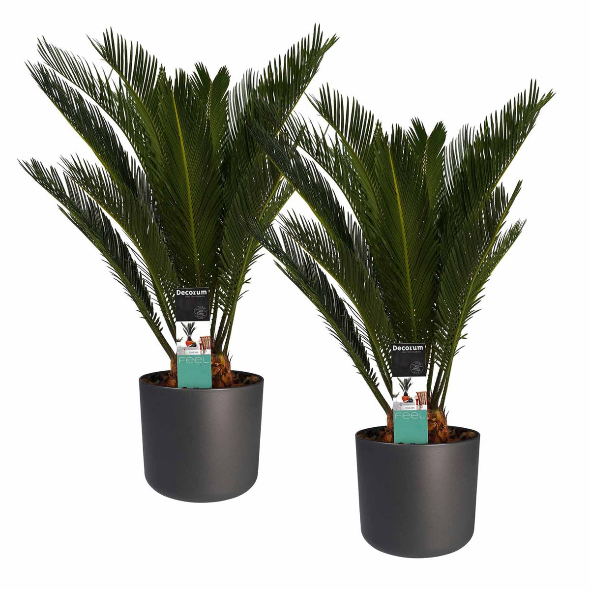 Decorum Duo Cycas Revoluta Met Elho B.for Antracite