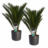Decorum Duo Cycas Revoluta Met Elho B.for Antracite