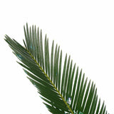 Decorum Duo Cycas Revoluta Met Elho B.for Antracite