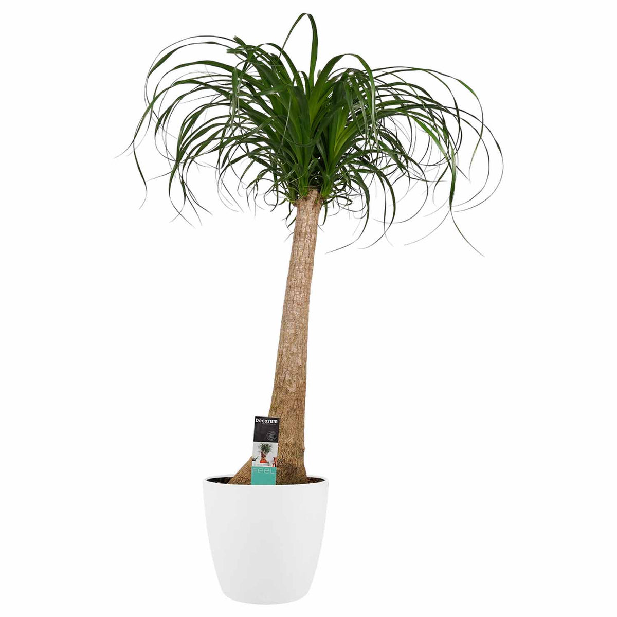 Decorum Beaucarnea In Elho Vibes Blauw