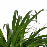Decorum Beaucarnea In Elho Vibes Blauw