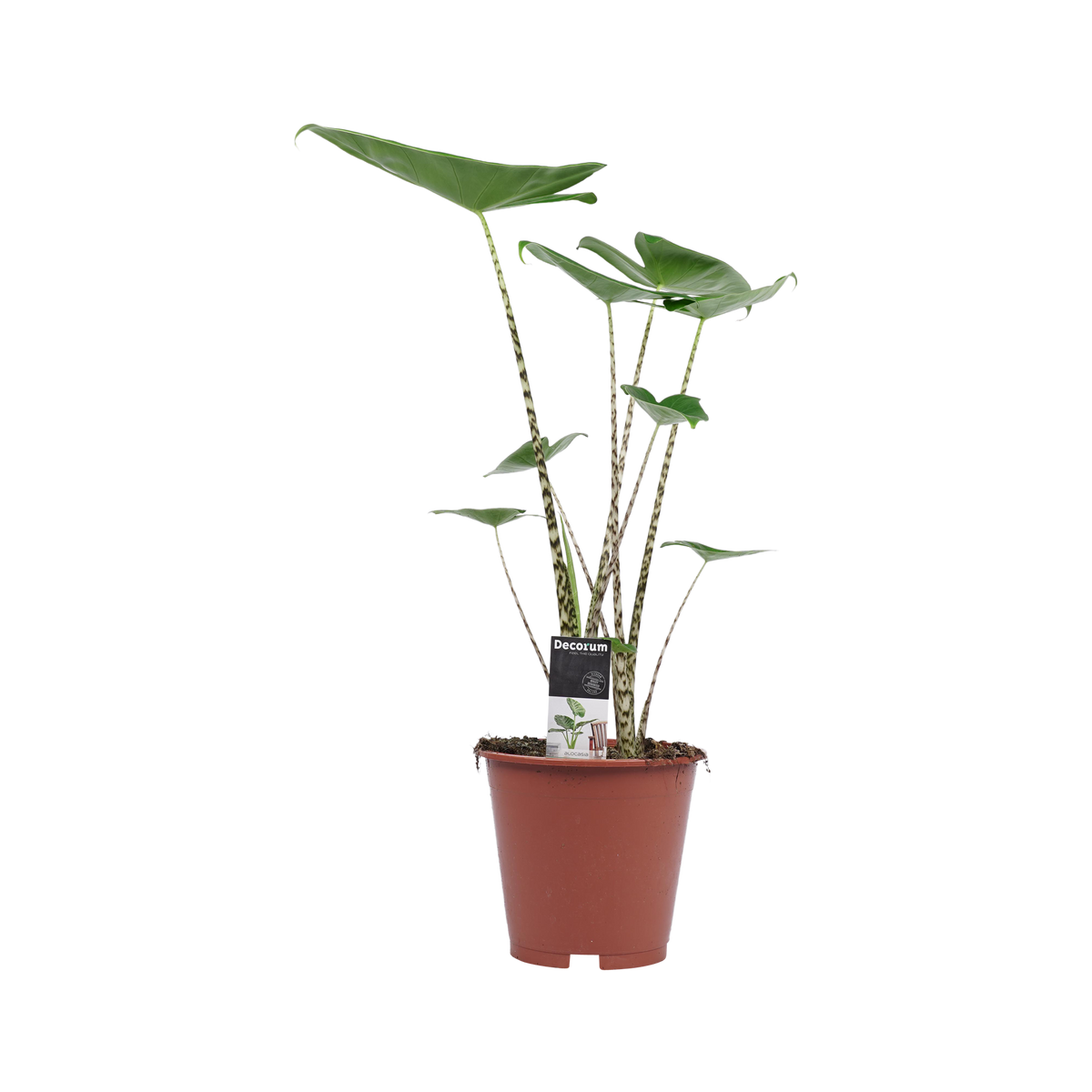 Decorum Alocasia Zebrina