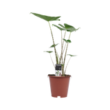 Decorum Alocasia Zebrina
