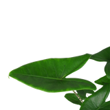Decorum Alocasia Zebrina