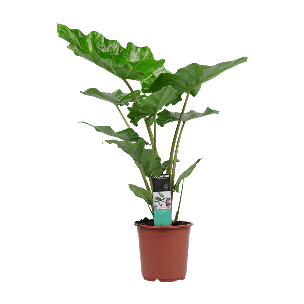 Decorum Alocasia Portadora