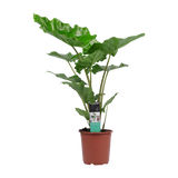 Decorum Alocasia Portadora