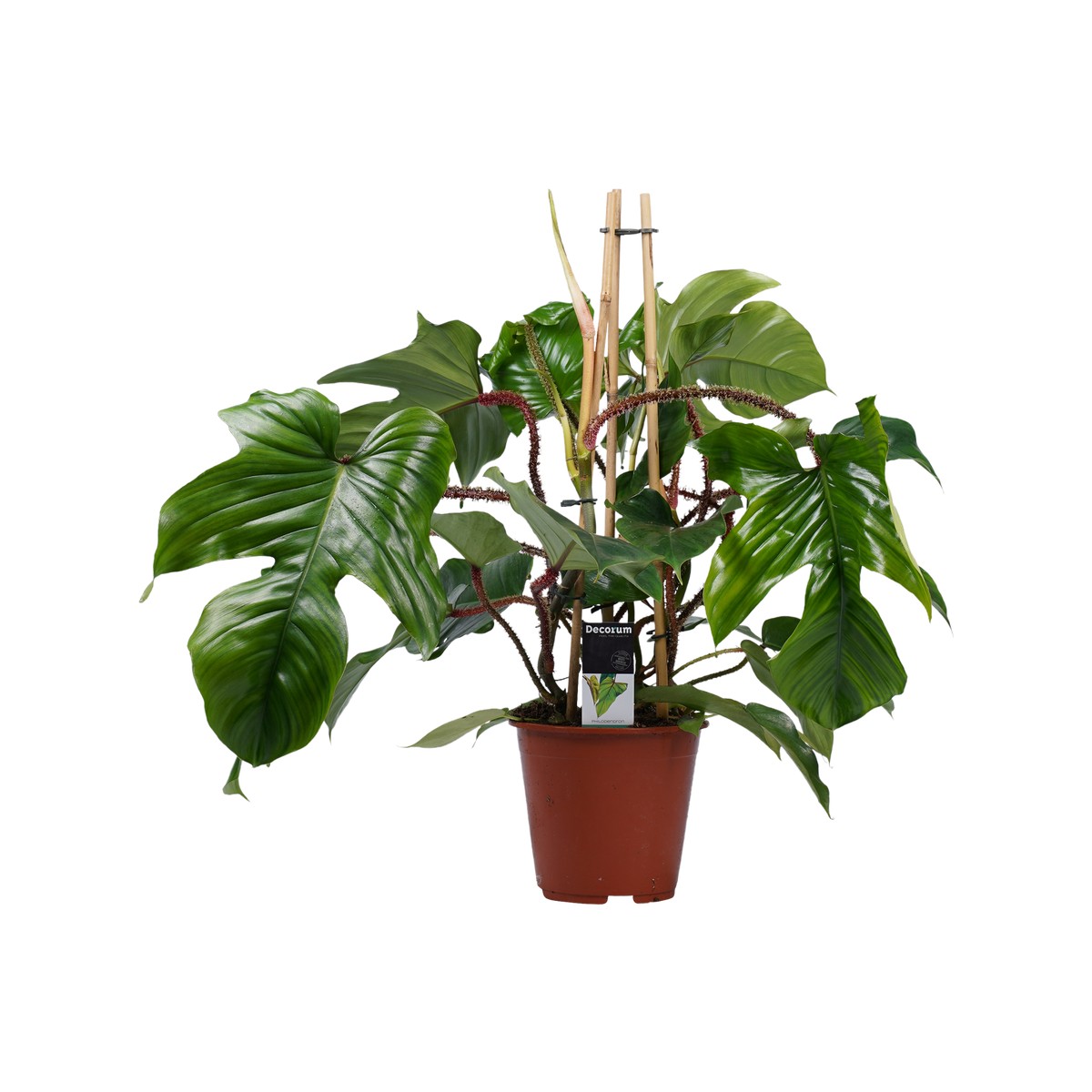 Philodendron Squamiferum  - Pyramide