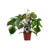 Philodendron Squamiferum  - Pyramide
