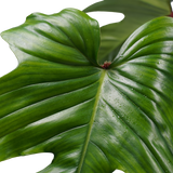 Philodendron Squamiferum  - Pyramide