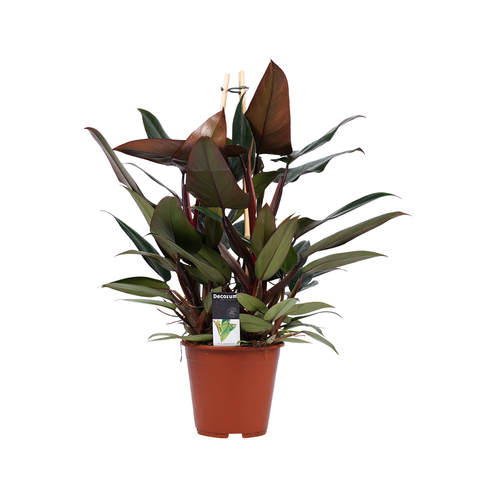 Philodendron New Red – Pyramide