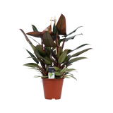 Philodendron New Red – Pyramide