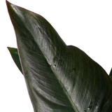 Philodendron New Red – Pyramide