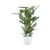 Philodendron Grey  - Pyramide In Elho Round (Wit)