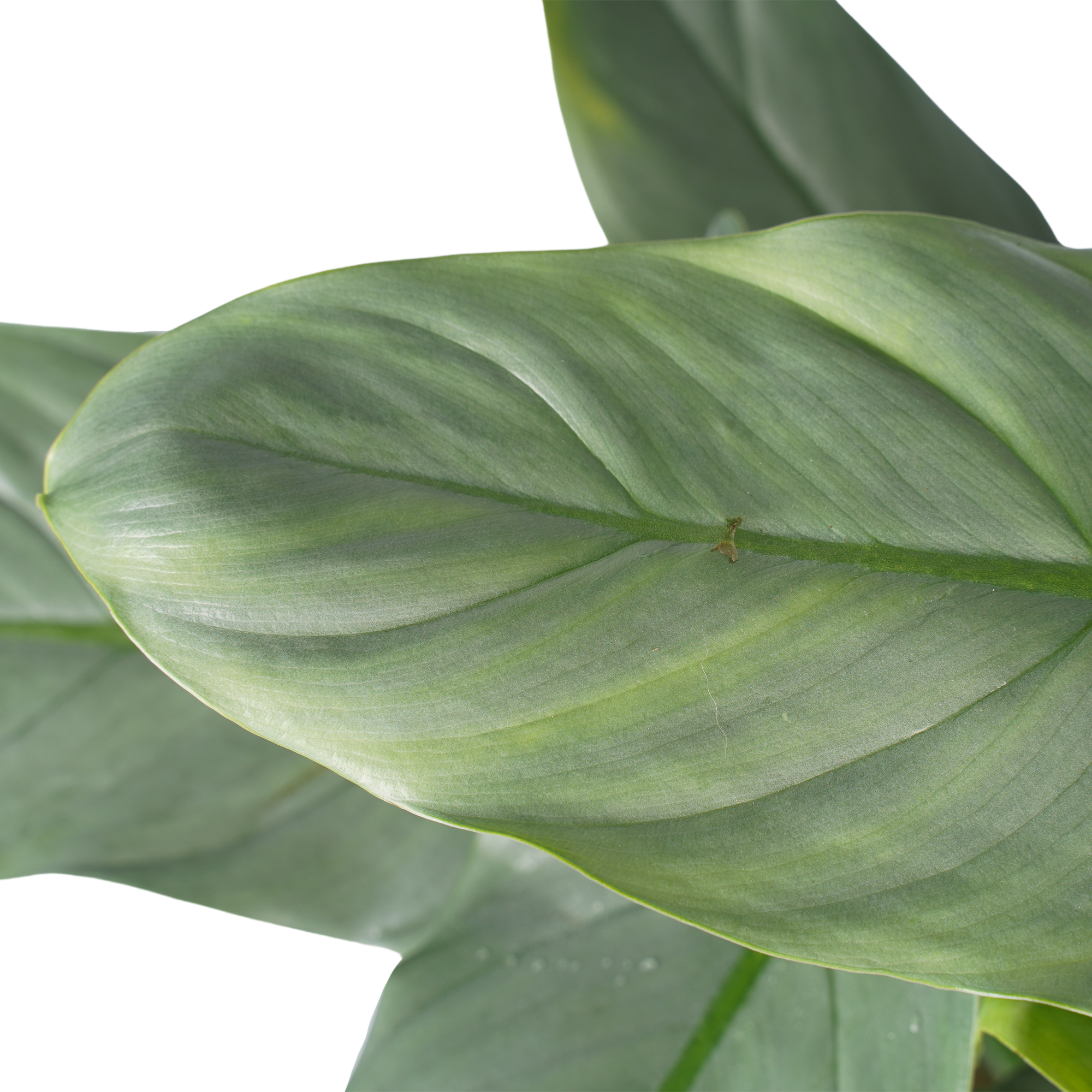 Philodendron Grey  - Pyramide In Elho Round (Wit)
