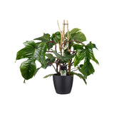 Philodendron Squamiferum  - Pyramide In Elho Round (Zwart)