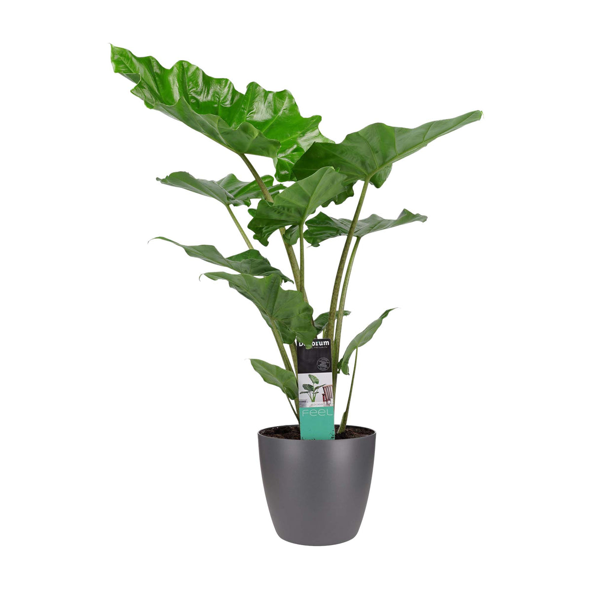 Decorum Alocasia Portadora Met Elho Brussels Antracite