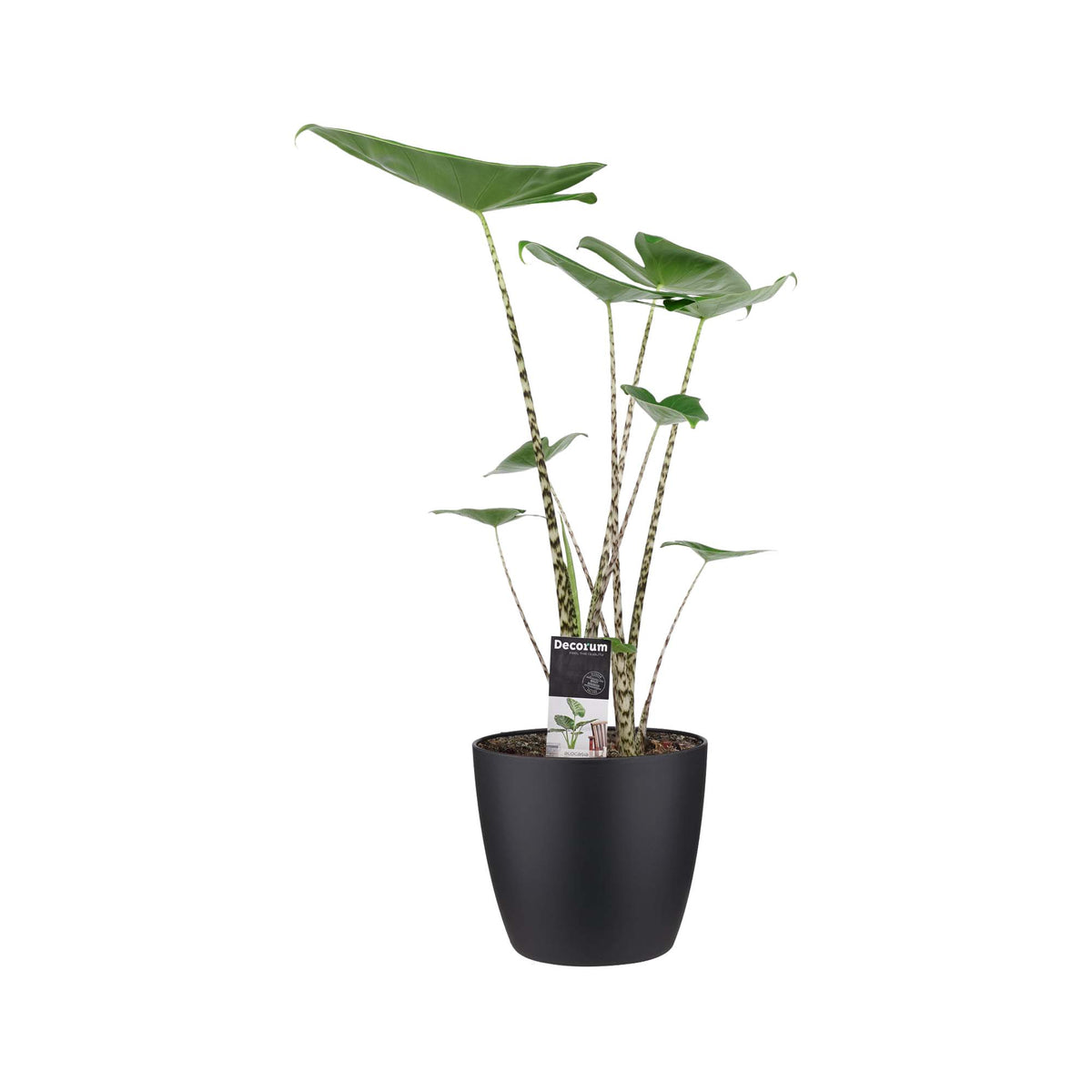 Decorum Alocasia Zebrina Met Elho Brussels Black