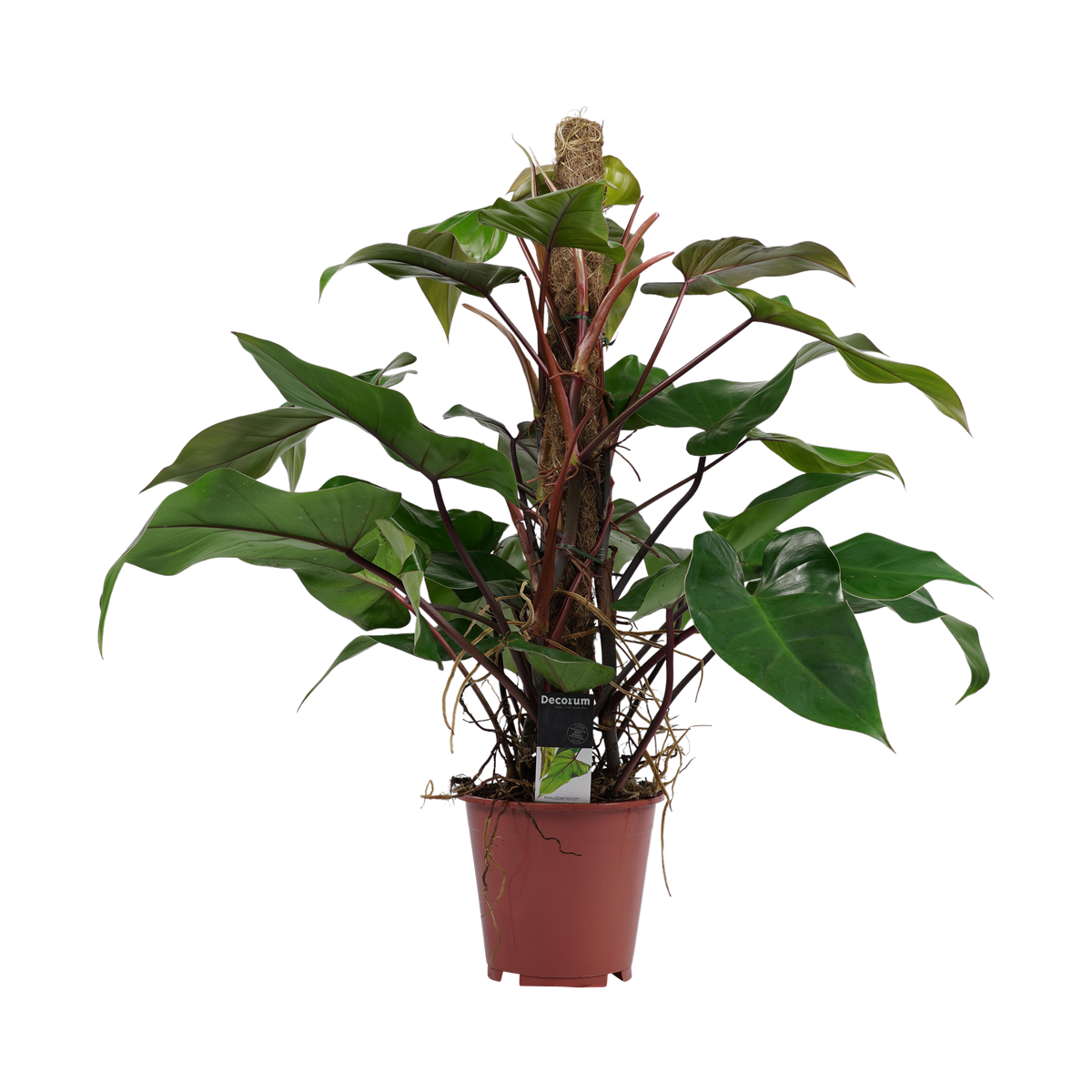Philodendron Red Emerald