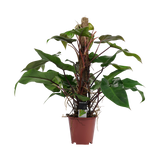 Philodendron Red Emerald