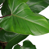 Philodendron Red Emerald
