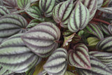 Ecosysteem ‘Dragon Tail’