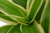 Ecosysteem ‘Dragon Tail’