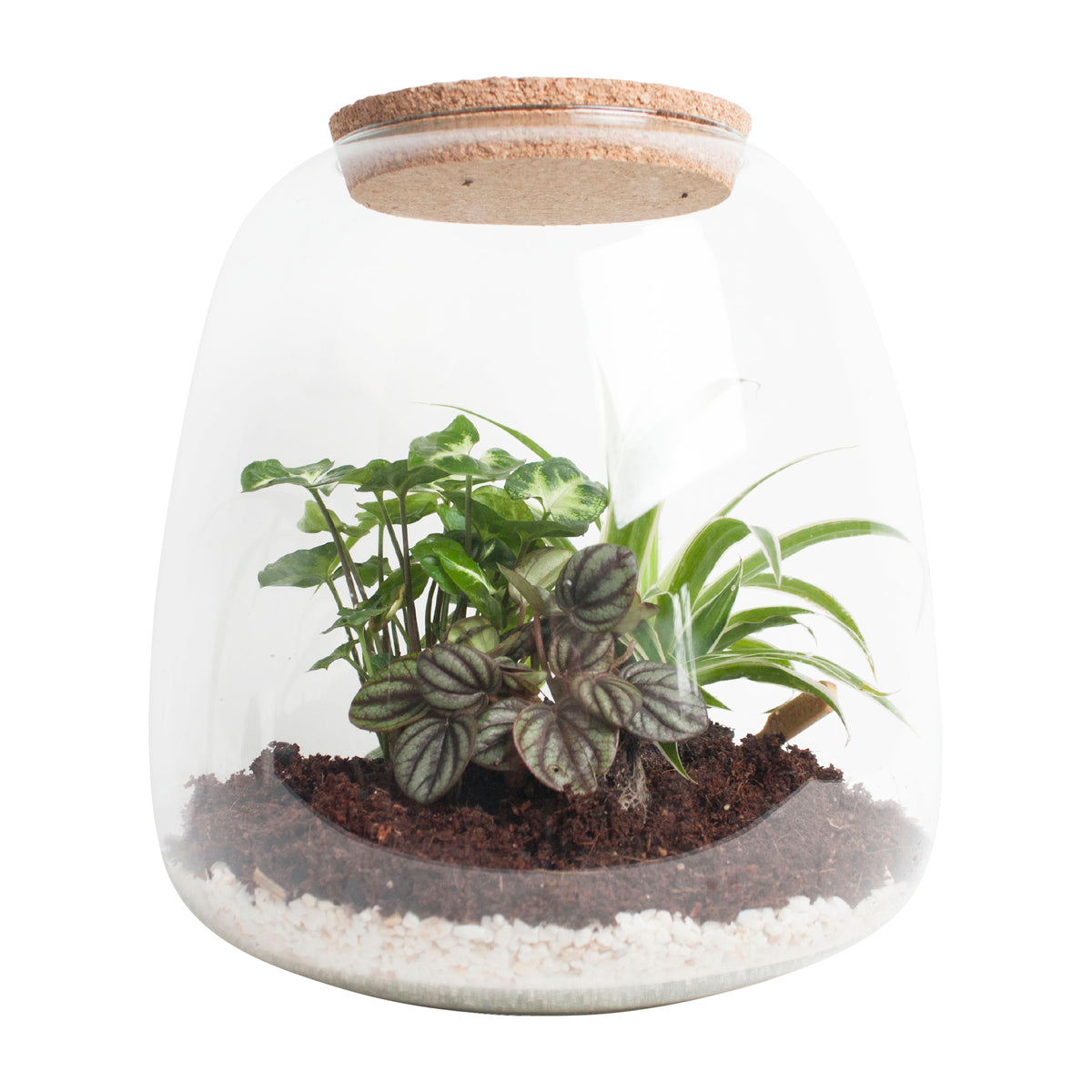Ecosysteem ‘Dragon Tail’ Met Verlichting